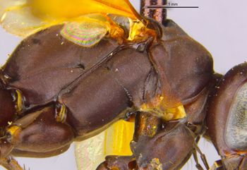 Media type: image;   Entomology 15805 Aspect: thorax lateral